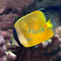 Klein's Butterflyfish - Medium