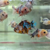 Calico Oranda 9cm