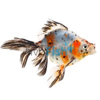 Calico Ryukin 12cm