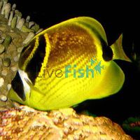 Raccoon Butterflyfish - Medium