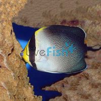 Singapore Angelfish - Medium