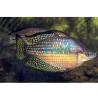 Checkered Rainbow - Mary River NT 5cm