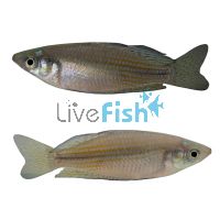 Checkered Rainbow - Mary River NT 5cm