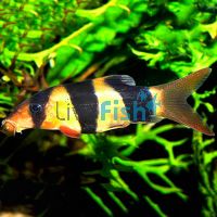 Clown Loach 9cm