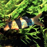 Clown Loach 7cm