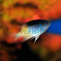 Rollands Damselfish - Medium