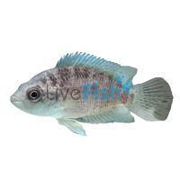Cichlasoma Friedrichstahlii 5cm
