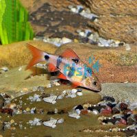 Clown Barb 5cm