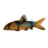 Clown Loach 5cm (Unique Pattern)