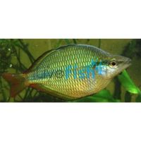 30x Coen River Rainbow 4-5cm