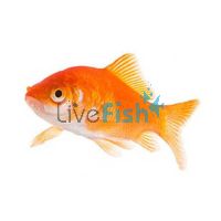 Comet Goldfish 12cm