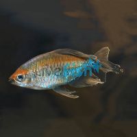 Congo Tetra 4cm