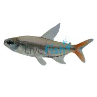 Copei Tetra 3.5cm