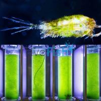 Copepods & Algae Mix