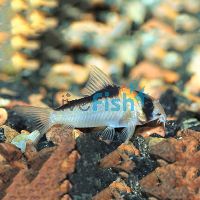 Adolfoi Corydoras 3cm