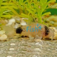 Panda Corydoras 3cm