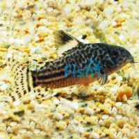 Corydoras San Juan - Wild Caught 3cm