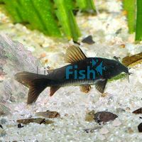 Black Corydoras 3cm