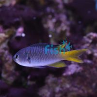 Coral Damselfish - Medium
