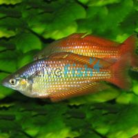 30x Deepwater Creek Rainbow 4-5cm
