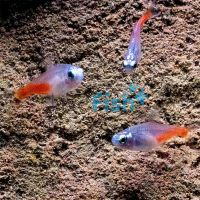 Diamond Neon Tetra 2cm