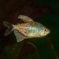 Diamond Tetra 3cm