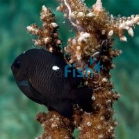 Domino Damselfish - Medium