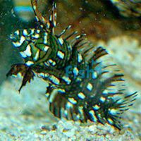 Dragon Wrasse - Medium Juvenile