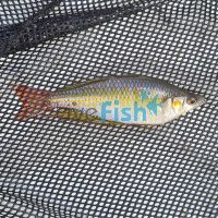 Eastern Rainbow Pioneer River 5cm