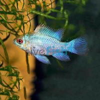 Ramirezi Electric Blue 5cm