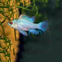 Electric Blue Ram 3cm