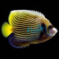 Emperor Angelfish - Medium (Adult)
