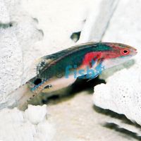 Exquisite Fairy Wrasse - Medium