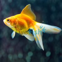 9x Assorted Fantails 8-9cm