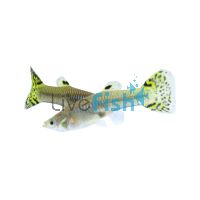 Female Cobra Green Guppy 3.5cm