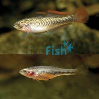 Firetail Gudgeon 2cm - 3.5cm