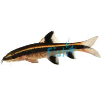 Flying Fox 5cm