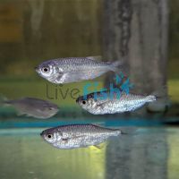 Giant Dusty Hatchet Fish 5cm
