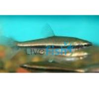 Glittering Pencilfish 2cm