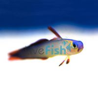 Purple Dartfish Goby - Medium