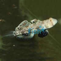 Signal Goby - Medium