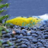 Yellow Cherry Shrimp 1-2cm