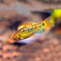 Golden Barb 3.5cm