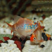 Golden Tiger Barb 4cm