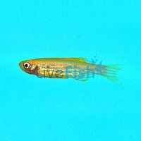 Gold Zebra Danio 3.5cm