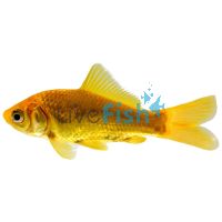 Golden Comet 5cm