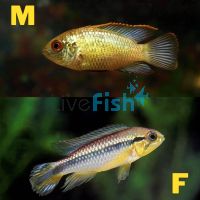 Golden Dwarf Cichlid 3cm
