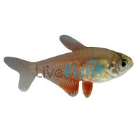 Golden Flame Tetra 3cm