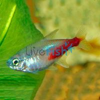 Golden Neon Tetra 2.5cm