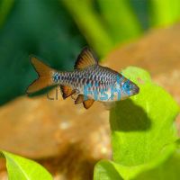 Checker Barb 3cm